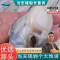 沈志雄东山岛澳角村海鲜生蚝纯肉鲜甜当天现剥生蚝肉海蛎肉牡蛎肉4斤小生蚝肉