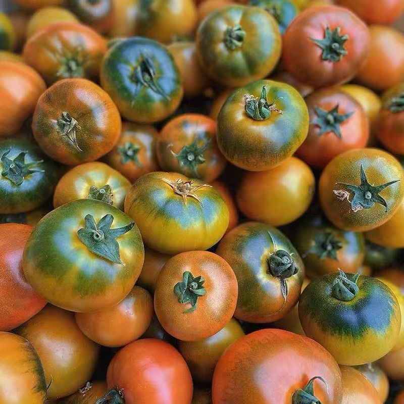 [西沛生鲜]丹东铁皮西红柿 净重3斤 精品 草莓柿子绿腚番茄自然熟生吃应季新鲜水果高清大图