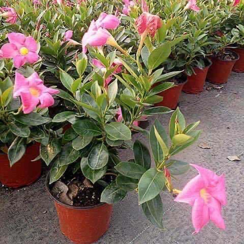 回固园艺用品回固万里飘香藤庭双喜藤院阳台爬藤植物 耐寒热花期长四季开花盆栽花卉 飘香藤粉色1颗 肥料不含盆 价格图片品牌报价 苏宁易购益润园艺用品专营店