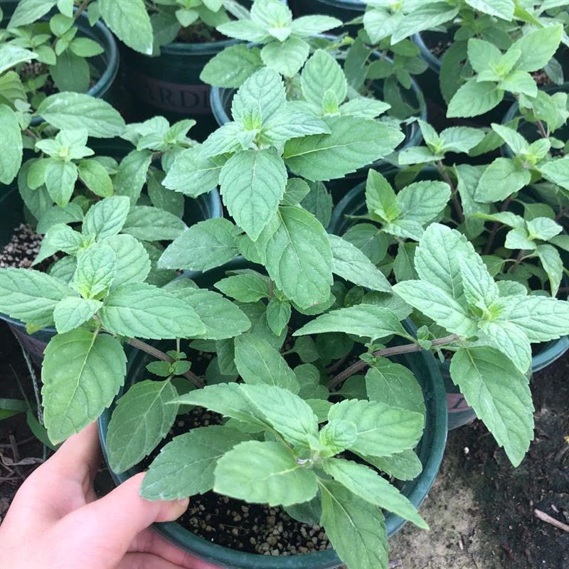 迷迭香阳台柠檬薄荷叶苗驱蚊草植物薄荷盆栽可食用客厅|薄荷盆栽2盆(加仑盆) 带盆栽好图片