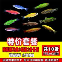 斑马鱼活体小型鱼热带鱼观赏鱼灯科鱼群游鱼淡水鱼好养易活鱼 特价斑马鱼随机8条送2条共10条