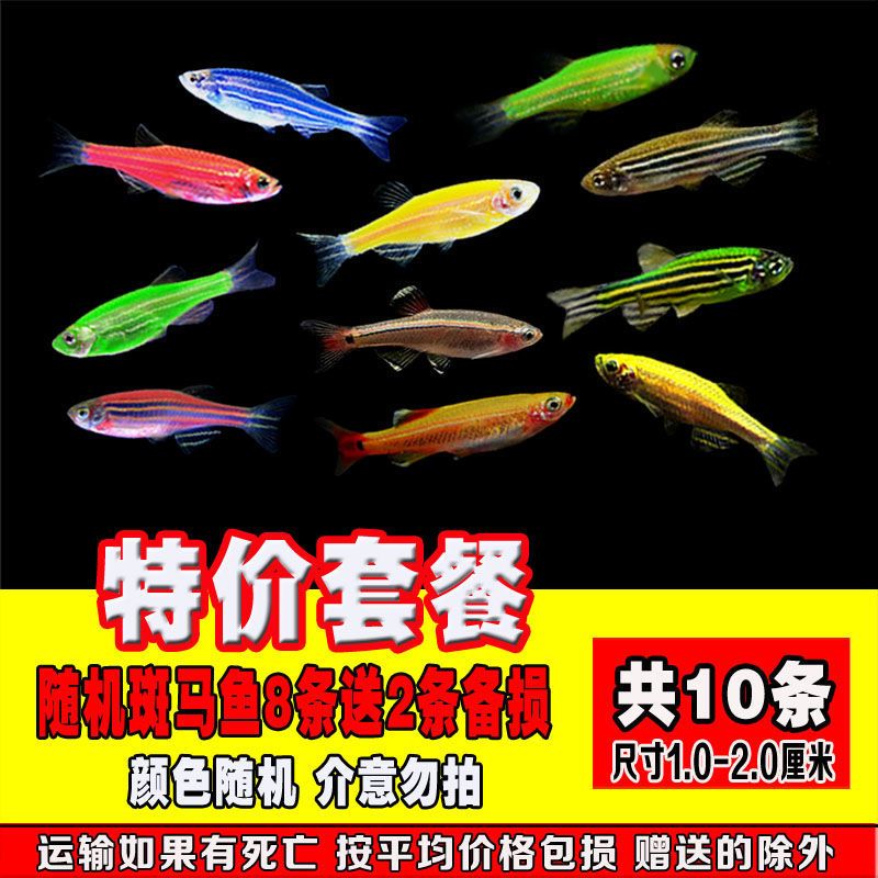 斑马鱼活体小型鱼热带鱼观赏鱼灯科鱼群游鱼淡水鱼好养易活鱼 特价斑马鱼随机8条送2条共10条