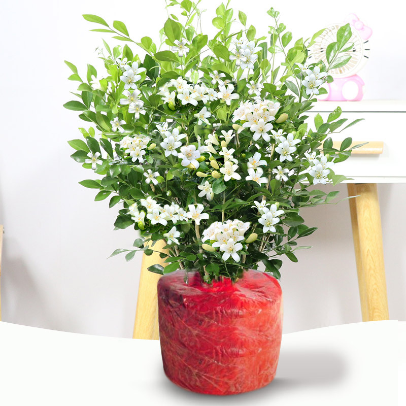 茉莉花苗盆栽带花苞九里香老桩驱蚊花卉植物室内浓香四季开花好养