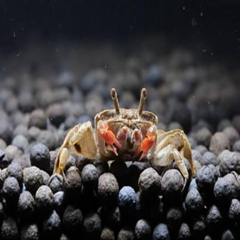 活体螃蟹宠物蟹相手蟹迷你蟹辣椒蟹豹点蟹溪蟹包活集锦相手蟹>800_800