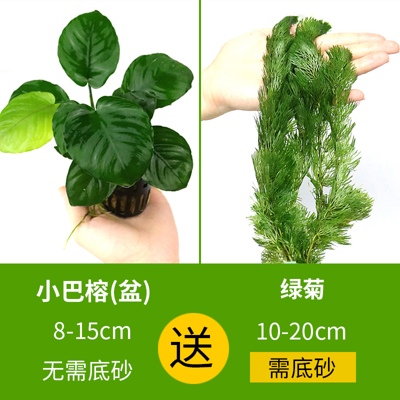 大九叶皇冠草真水草鱼缸装饰懒人水草淡水有茎类中后景性草 【绿菊】送【小巴】 默认尺寸