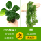 大九叶皇冠草真水草鱼缸装饰懒人水草淡水有茎类中后景性草