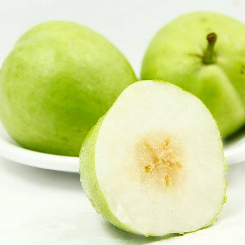 [西沛生鲜]山东新鲜蜂糖梨 净重5斤 大果 单果300g以上 酥梨子 新鲜