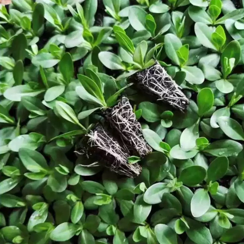 诚智旺 洋桔梗 小苗 /束高清大图