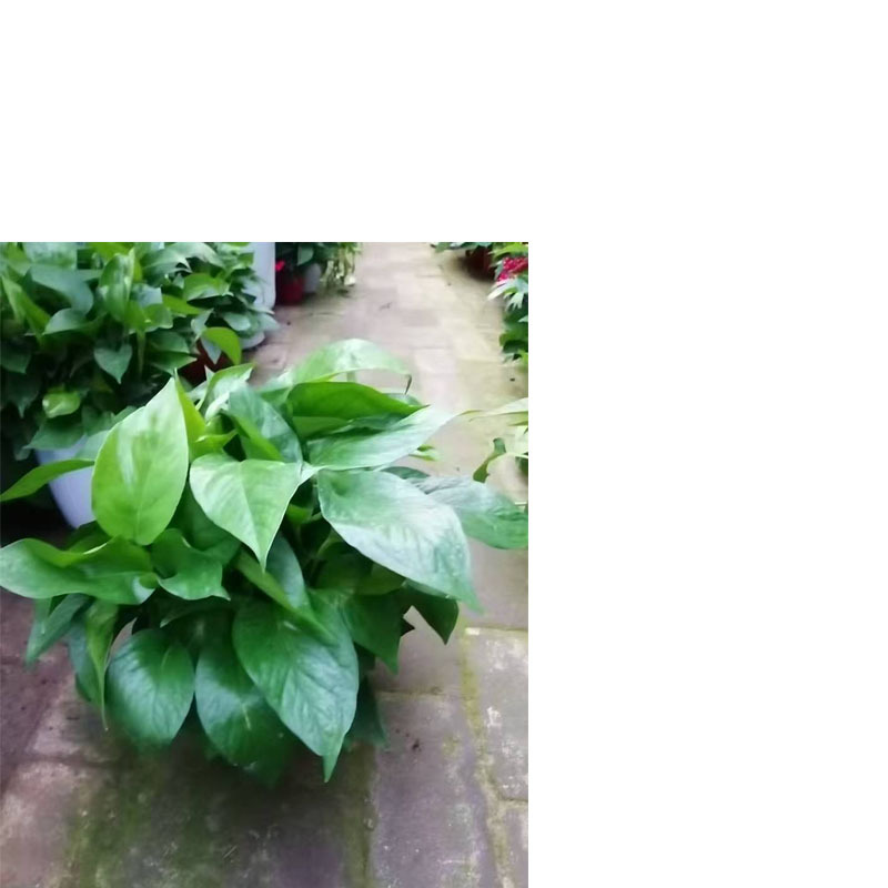 小盆绿植绿萝