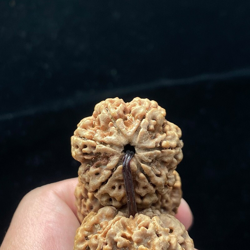 [梵心阁]大金刚菩提手串 26mm孤品 六瓣单圈大尺寸 深度清理 正宗尼泊尔文玩佛珠双龙纹 孤品SS2大金刚六瓣26mm