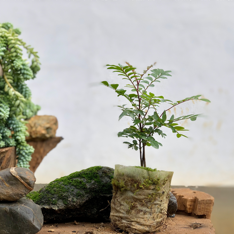 云南正宗红芽清香木树苗绿植花卉好养小盆栽驱蚊空气甲醛四季常绿