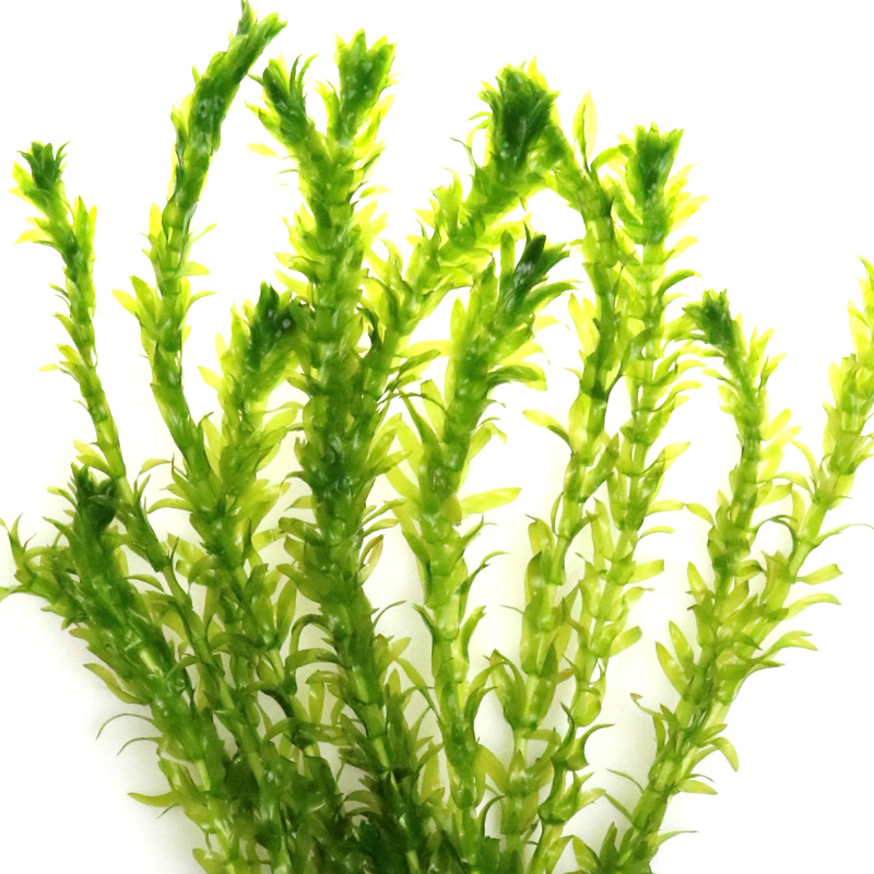 鱼缸造景后景真水蜈蚣缸装饰金鱼藻类植物懒人新手有茎类高清大图