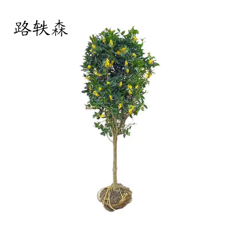 路轶森 八月桂直径 10cm 棵高清大图
