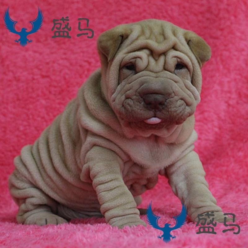盛马狗狗网红同款出售血统纯种皮松犬大皱褶沙皮狗幼犬家养宠物狗健康赛级狗狗抖音爆款 价格图片品牌报价 苏宁易购淘金猫宠物专营店