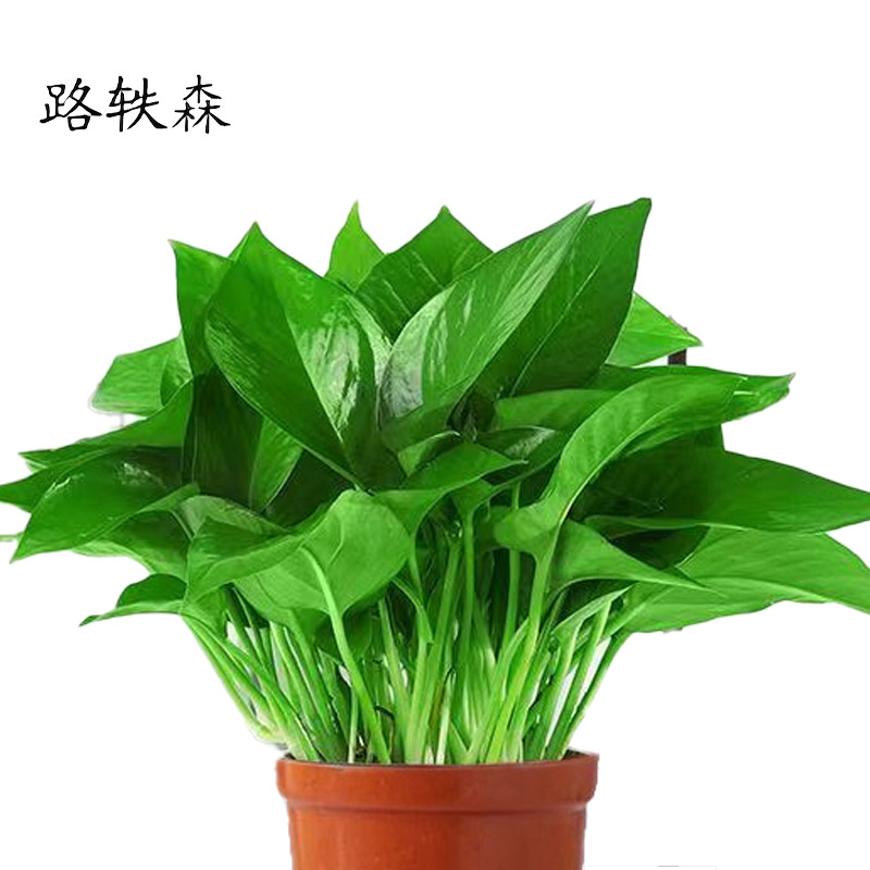 路轶森 绿萝盆栽180# 盆高清大图