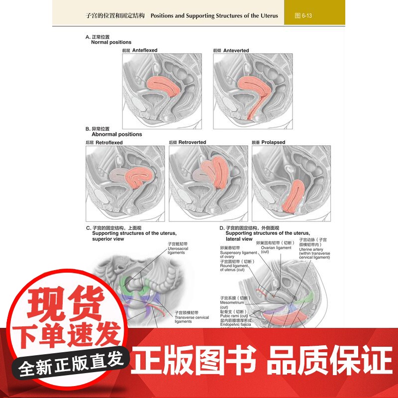 LWW解剖图谱 第2版 丰富了头部五官和颅内解剖的内容 更新了300余幅图片 电脑绘图精细展现深浅层关系 并增加肌肉功能高清大图