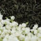 海茗清 茉莉花茶100g 桶