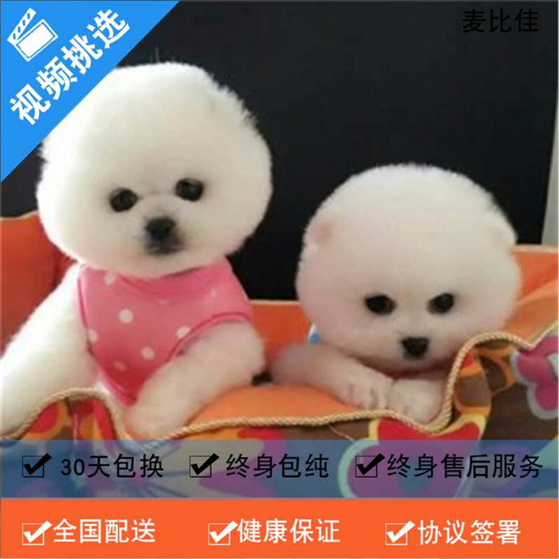 麦比佳 纯种哈多利系球体博美犬幼犬俊介 茶杯博美犬 日系俊杰双血统长不大的茶杯狗白色博美犬 赛级博美犬活体狗狗纯种博美犬高清大图