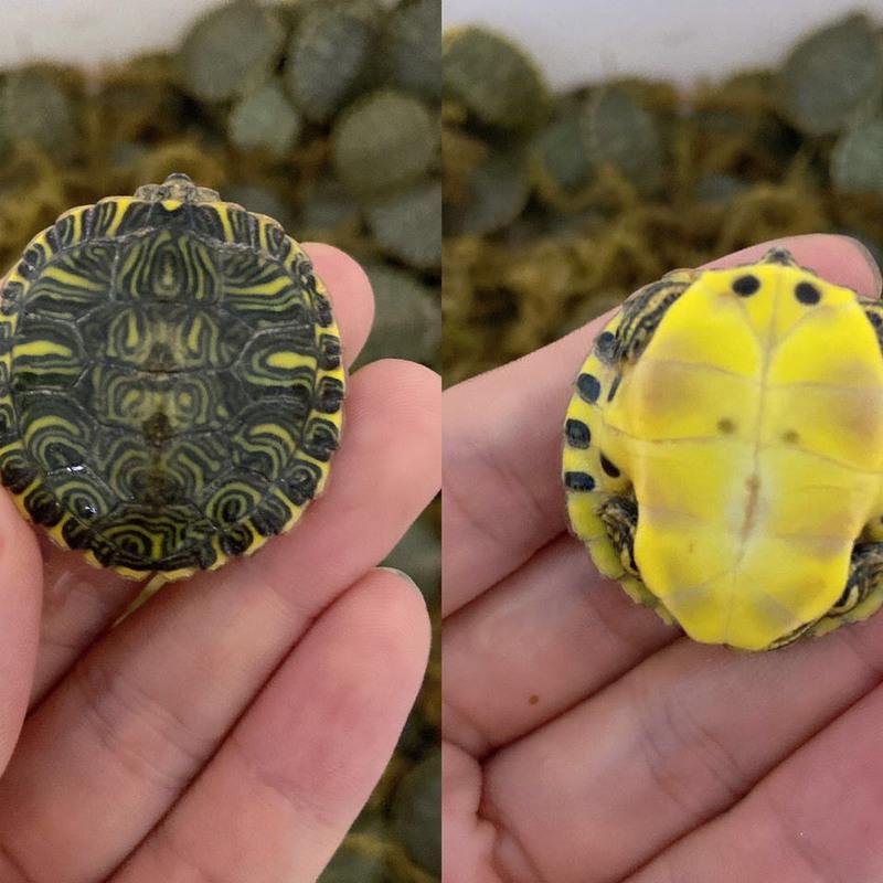 3到4厘米黄耳 精品情侣一对 深水黄耳龟鱼缸混养深水龟观赏龟鱼缸混养