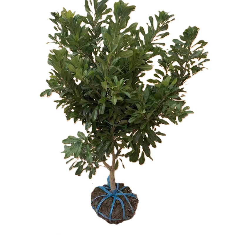 诚智旺 杨梅树 1.5-2公分粗80cm高 /棵