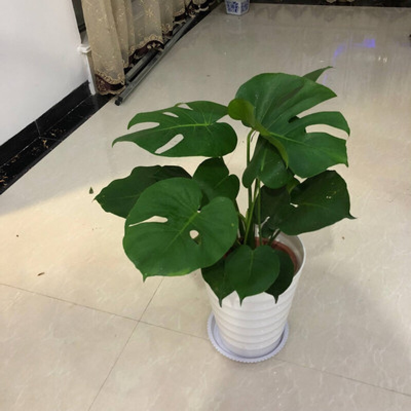 古达龟背竹植物大盆栽摆件卧室室内客厅仙洞龟水培绿植