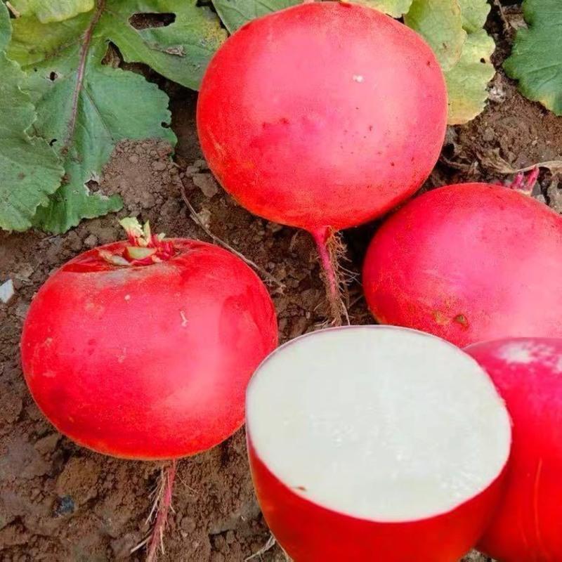 湛航 东北大红萝卜新鲜蔬菜红皮白心圆萝卜新鲜甜脆蘸酱现挖现发
