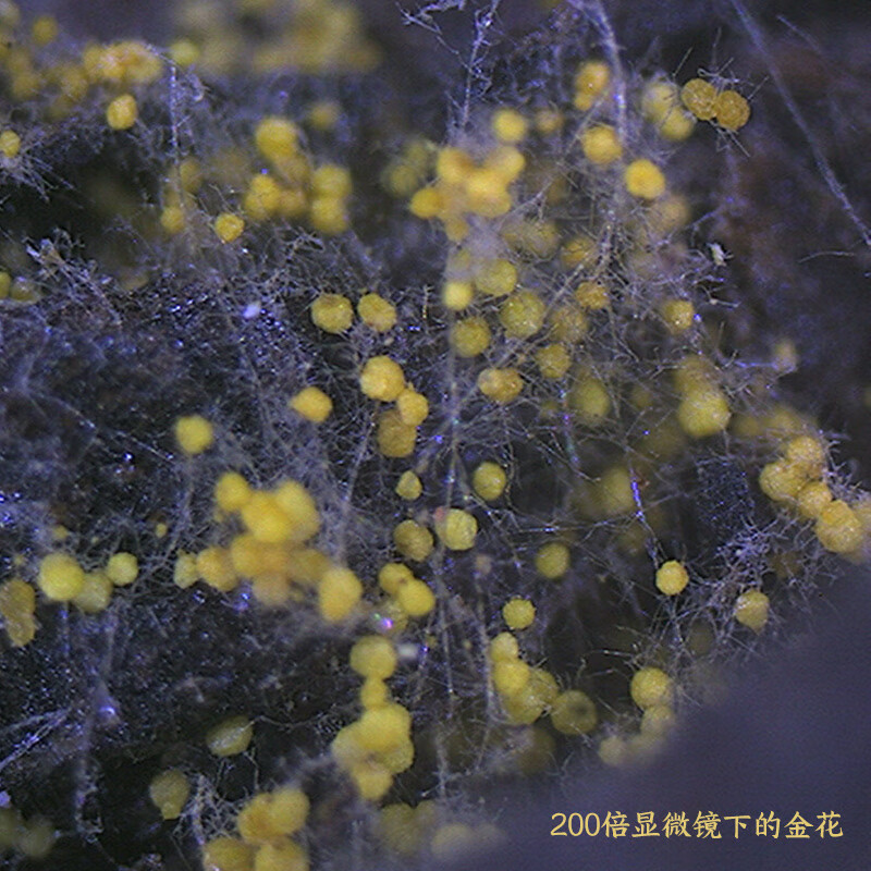 白沙溪 茶叶安化黑茶金花茯茶砖茶84周年建厂辉煌礼盒装1kg送礼袋高清大图