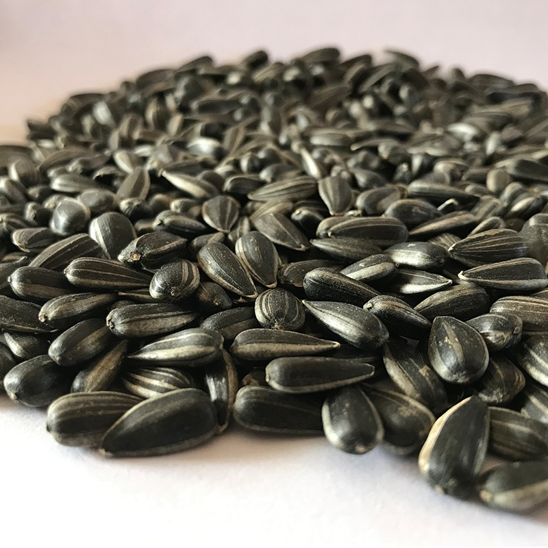 油葵黑珍珠小瓜子新货500g新鲜现炒油磕熟原味奶油薄盐生油葵花籽