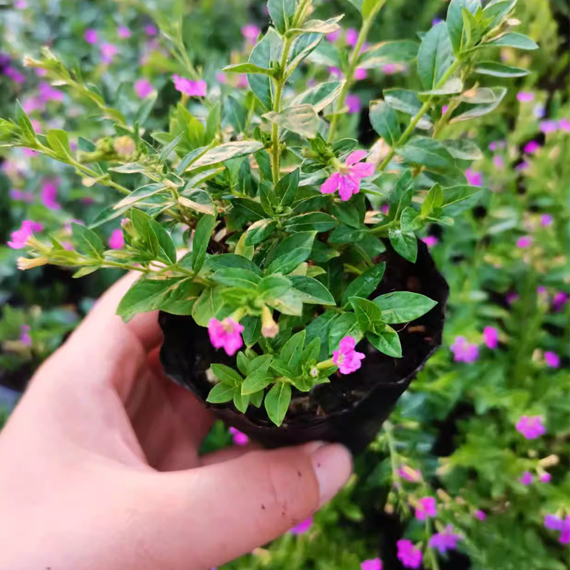 小窝厘 满天星萼距花苗 四季开花绿植室外易活庭院工程苗星星花 绿叶满天星黑色育苗杯1盆不带花苞 (20盆)*高清大图