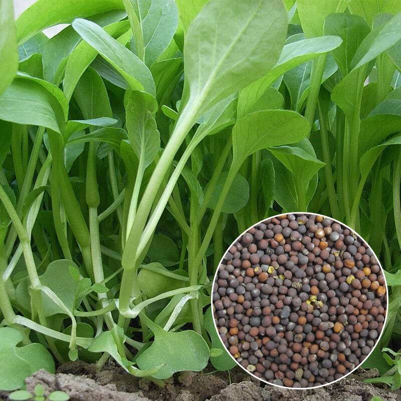 莘晨xinchen鸡毛菜种子种籽四季小白菜青菜油菜上海青18天阳台盆栽