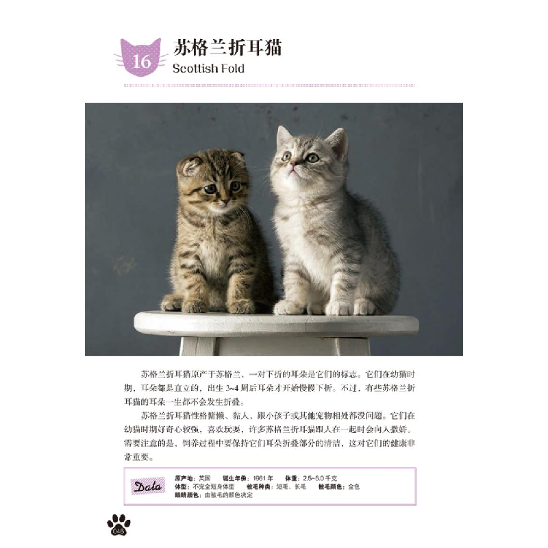 醉染图书小猫9787553209760高清大图