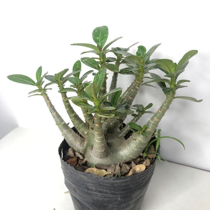 阿拉伯原生盆栽老桩观花植物好养四季开 花不断花卉绿植高清大图