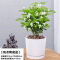 茉莉花苗盆栽水培带花苞九里香栀子花卉绿植物四季开花室内鲜花 精品茉莉花5棵装星点陶瓷盆送营养肥