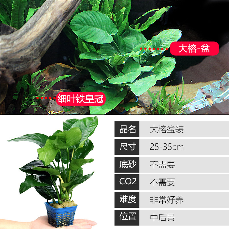 大九叶皇冠草真水草鱼缸装饰懒人水草淡水有茎类中后景性草
