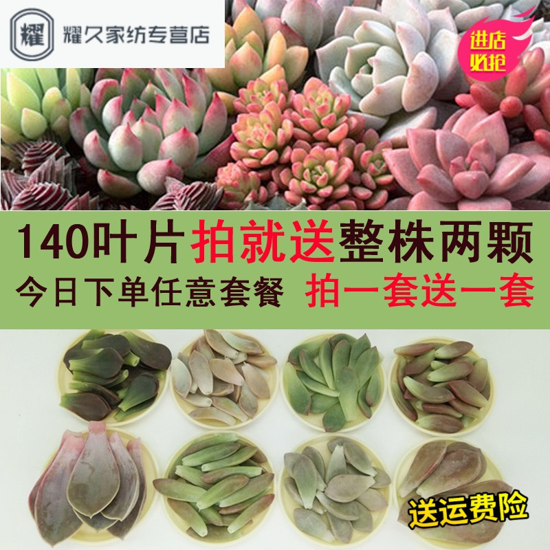 多肉植物叶片多肉叶插进口贵货套餐种子一斤肉肉花卉组合盆栽(请先与客服确认再下单)