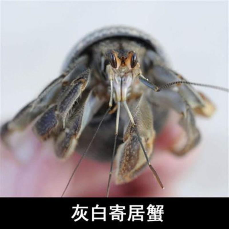 替换壳1-2CM3个(无寄居蟹) 灰白宠物寄居蟹活体宠物螃蟹观赏蟹淡水蟹陆地蟹2-4CM随机发