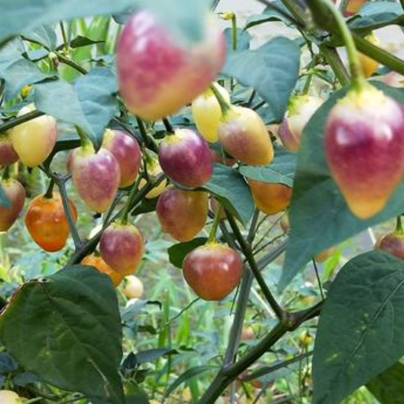 七彩椒辣椒新鲜5斤五色农产品小灯笼辣椒现摘五彩泡椒