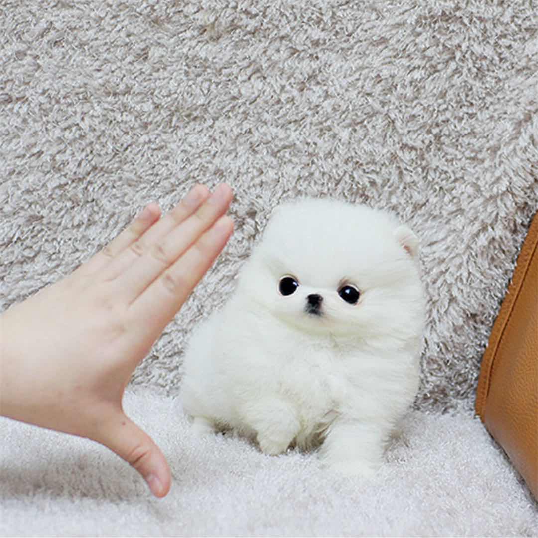 纯种博美犬活体博美幼犬小型犬茶杯犬双血统长不大的宠物狗狗哈多利球形博美犬视频挑选售后保障视频介绍_纯种博美犬活体