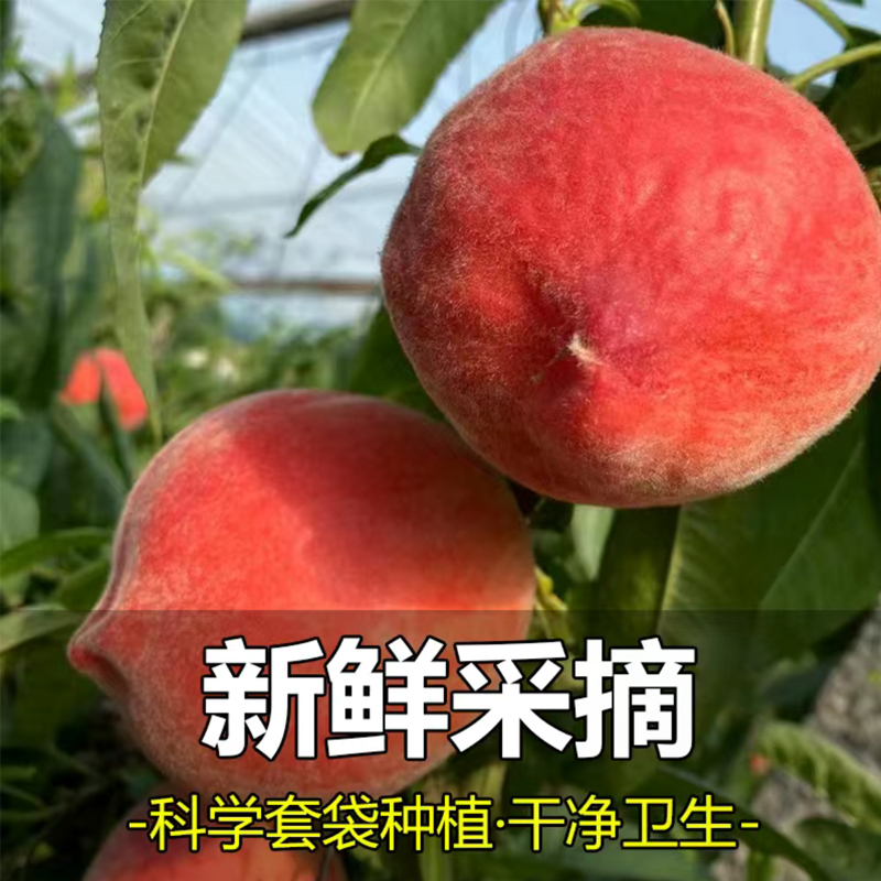 [新上市]新鲜水蜜桃春雪水蜜桃 3斤 桃子 新鲜水果 生鲜水果 陈小四水果 特产