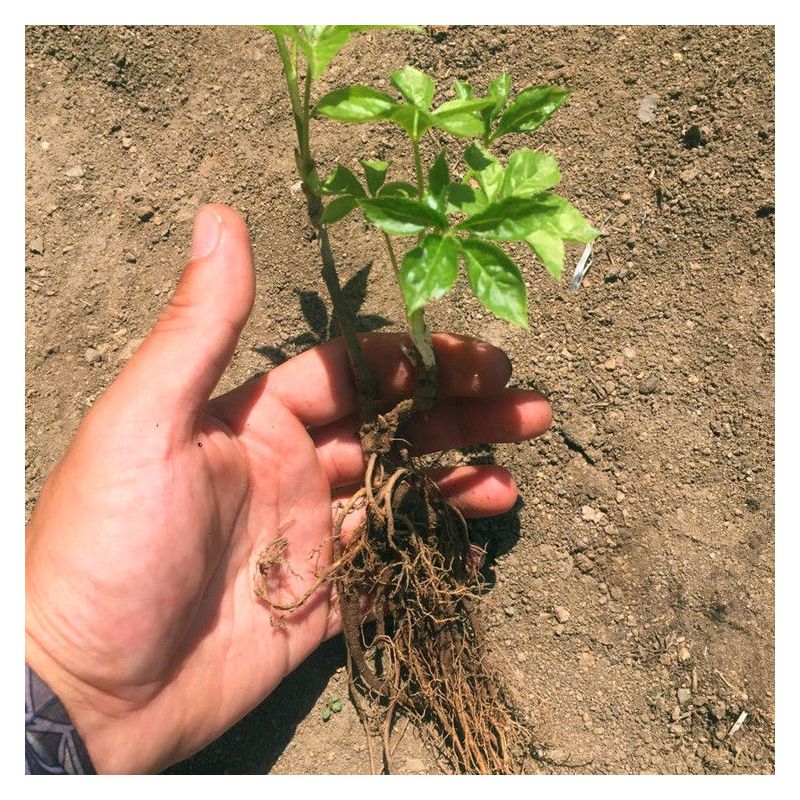 刺五加中草药植物刺拐棒种子东北山区野菜山菜五加皮植物种苗