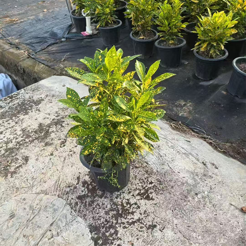 NNR 洒金榕带盆(株)高清大图