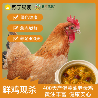 五个农民 400天产黄油老母鸡1000g 养足400天 黄油丰富