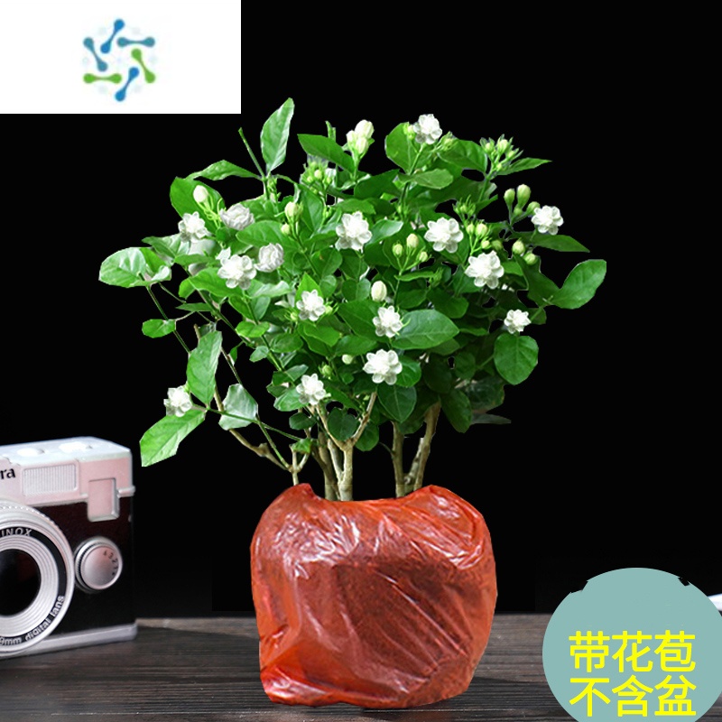 末莉花 报价行情 排行 品牌 参数 怎么样 图片 商家 苏宁易购