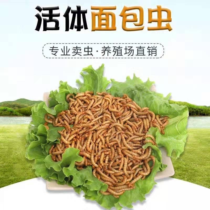 面包虫活体 黄粉虫活虫鲜活虫种虫金龙鱼鹦鹉鱼罗汉鱼乌龟鱼饲料 试吃300条