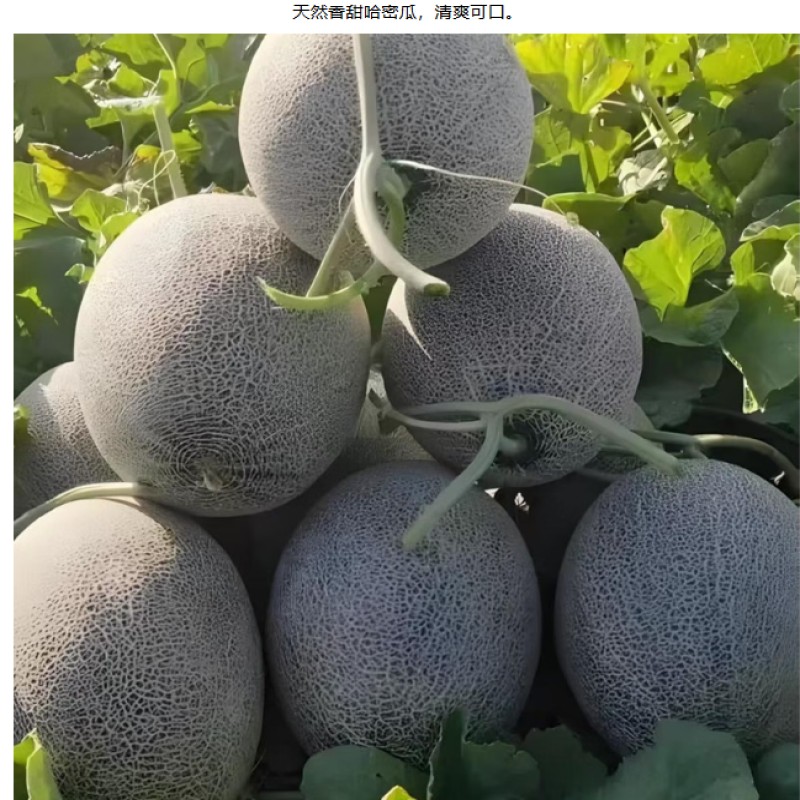 哈密瓜种子塞上明珠高清大图
