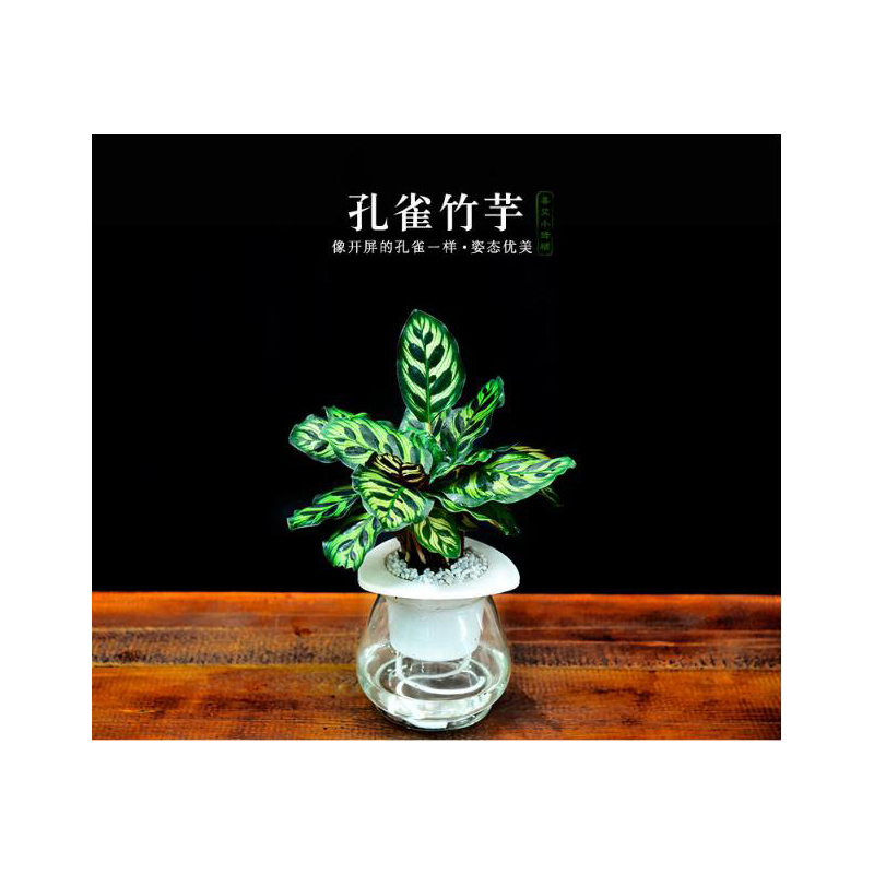 室内办公室内绿植盆栽花卉孔雀山竹水培带盆植物