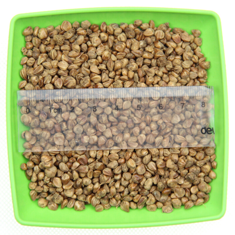 子暄桧柏种子洒金柏塔柏柏树圆柏塔柏蜀桧柏北京桧