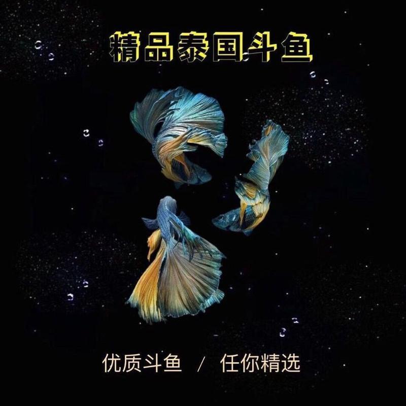泰国斗鱼半月狮王将军马尾母斗鱼观赏鱼热带鱼活体宠物淡水鱼 榄仁叶6片