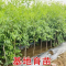 诚智旺 枣树 地径6-8cm土球≥80cm/束