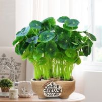 仿真绿植铜钱草办公室仿真绿色植物客厅室内摆件装饰花瓶盆栽假花|韩式粗陶铜钱草*